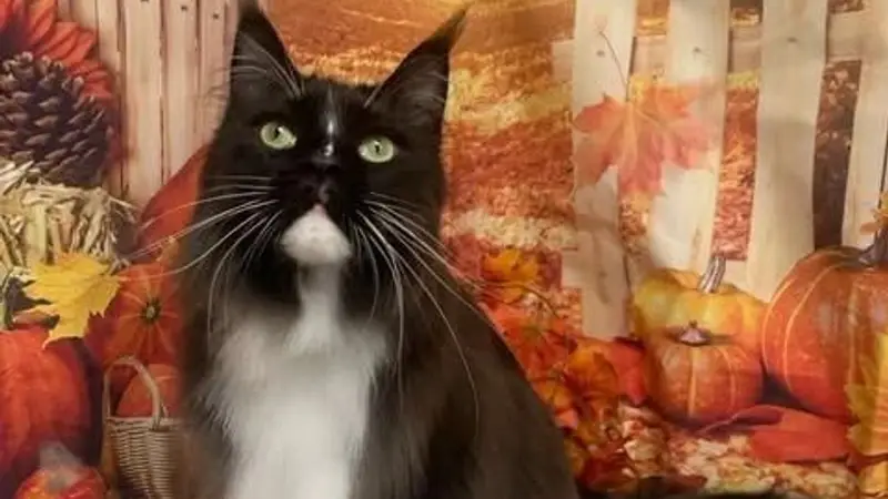 Cat Around Town preview