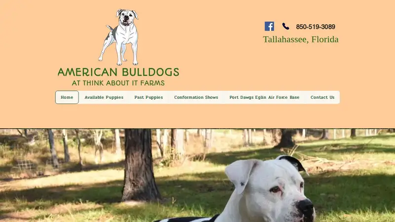 American Bulldogs at Think About It Farms preview