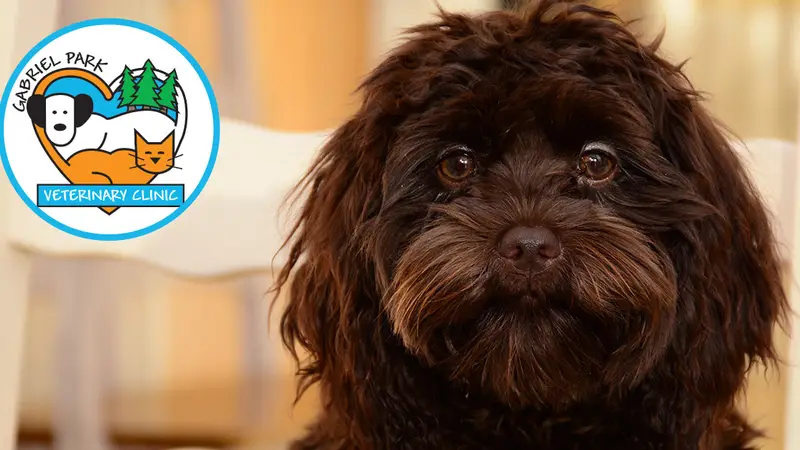 Gabriel Park Veterinary Clinic preview