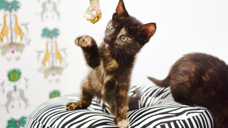 Animal Clinic of Canarsie preview