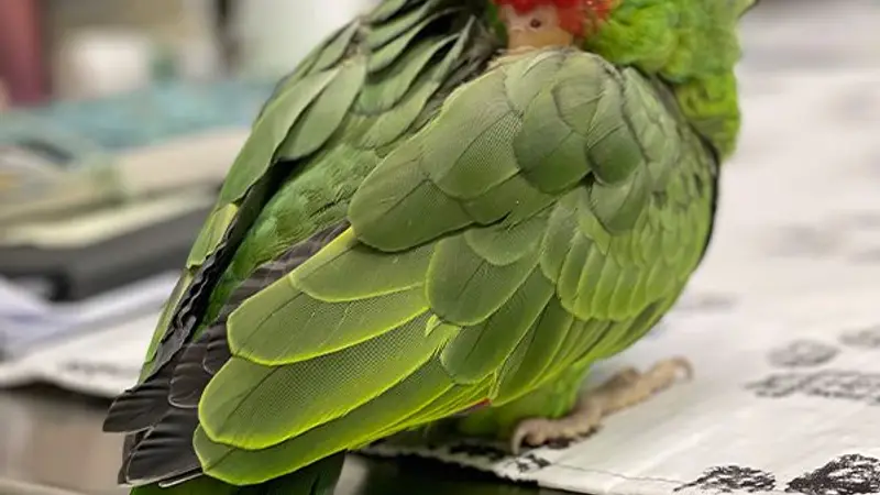 Avian & Exotic Philly Vet Medical Surgical Clinic preview