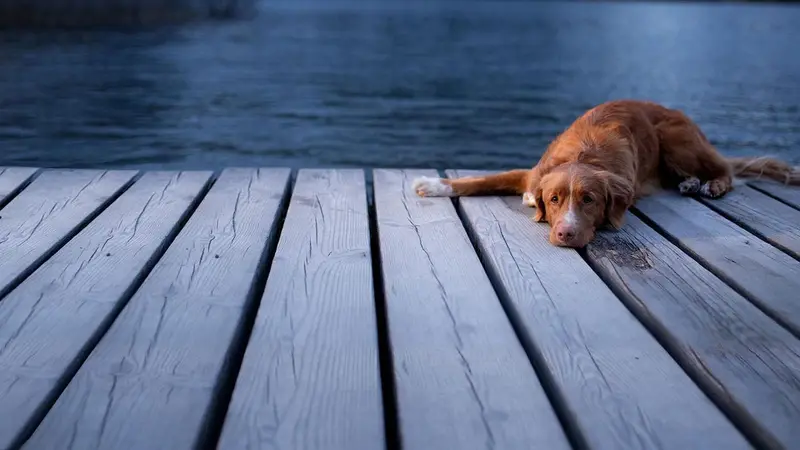Safe Harbor Animal Hospital preview