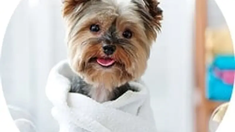 The Dog House Pet Salon - Memorial Park preview