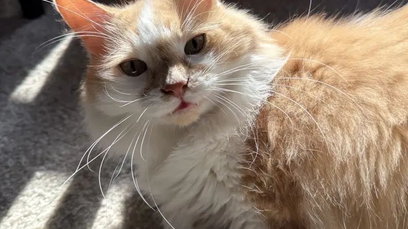 Purr-ky Petsitting preview