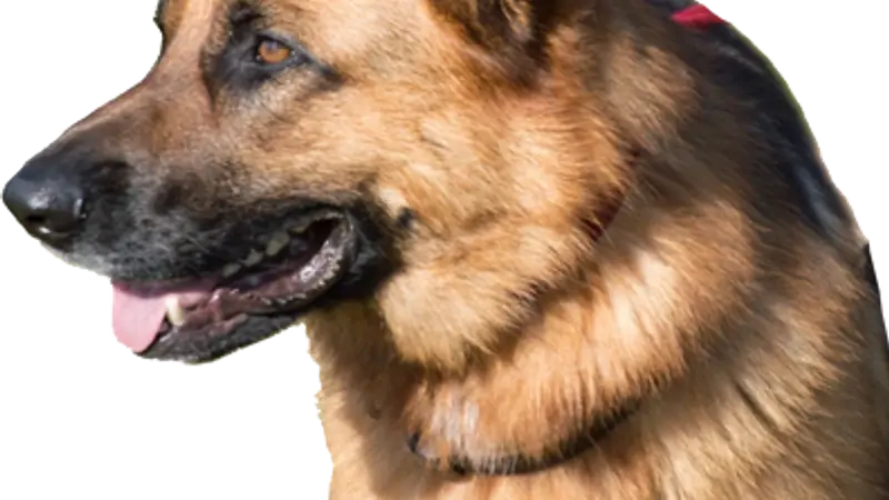 Dog Connection PDX Daycare and Boarding preview