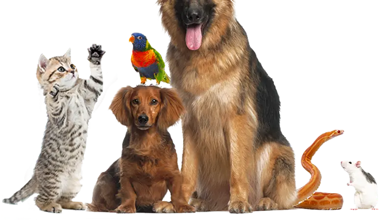 Fur & Feather Veterinary Hospital preview