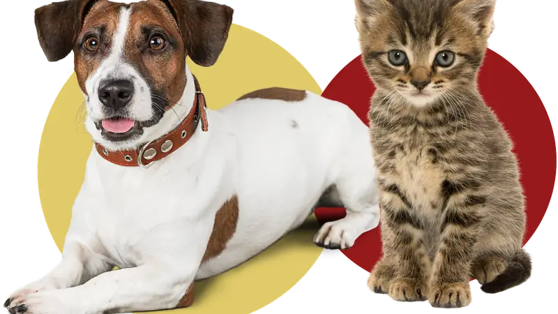 Kingsbury Animal Hospital preview