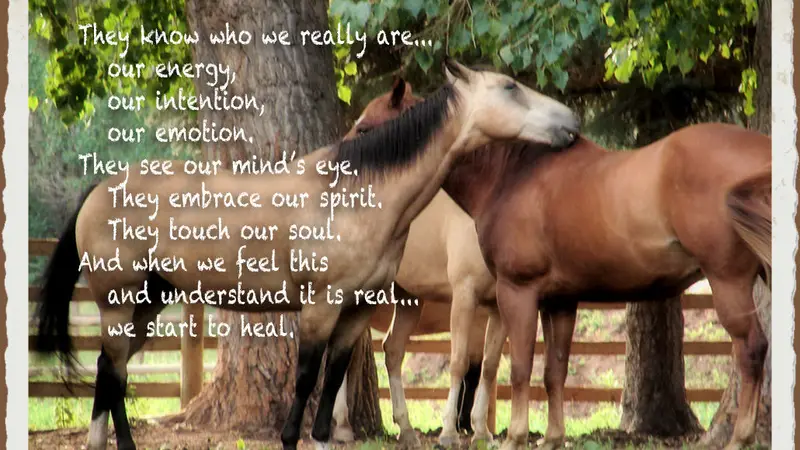 Horse Wisdom Equine Coaching & Reiki Master preview