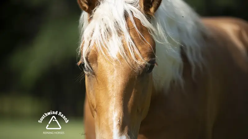Southwind Ranch preview
