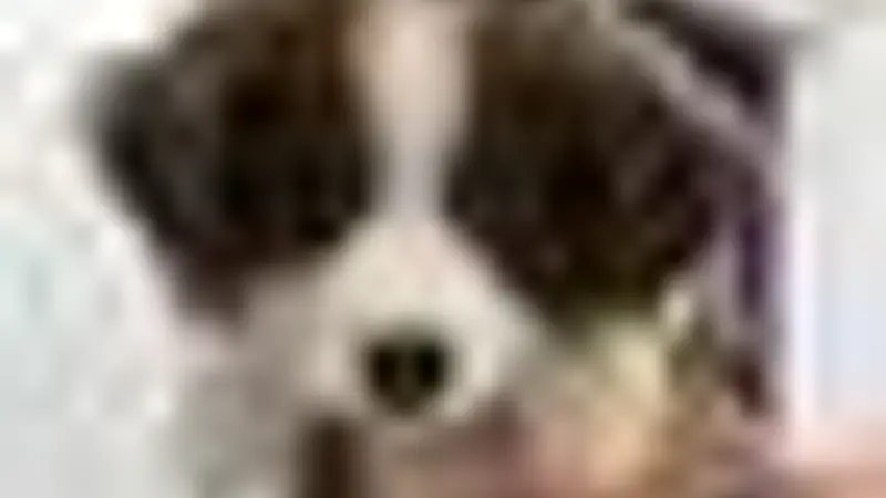 Best Friends Pet Clinic preview