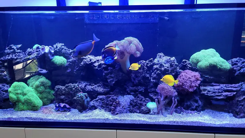 Fish Freaks preview