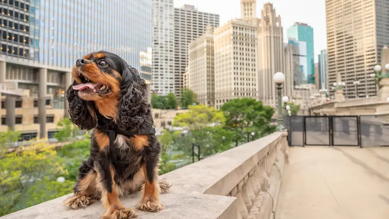 The Downtown Veterinarian preview