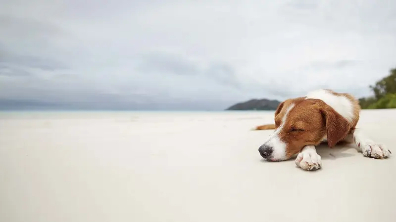 Bayshore Animal Hospital preview