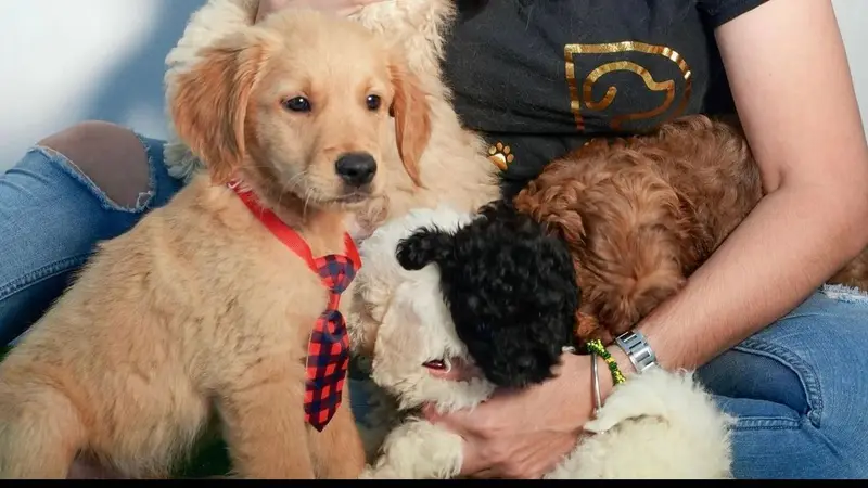 Puppies by Z preview