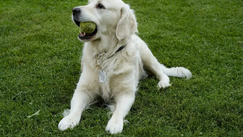 I Love My Pet Food and Supplies preview