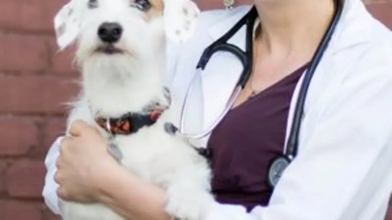 Buckman Veterinary Clinic preview
