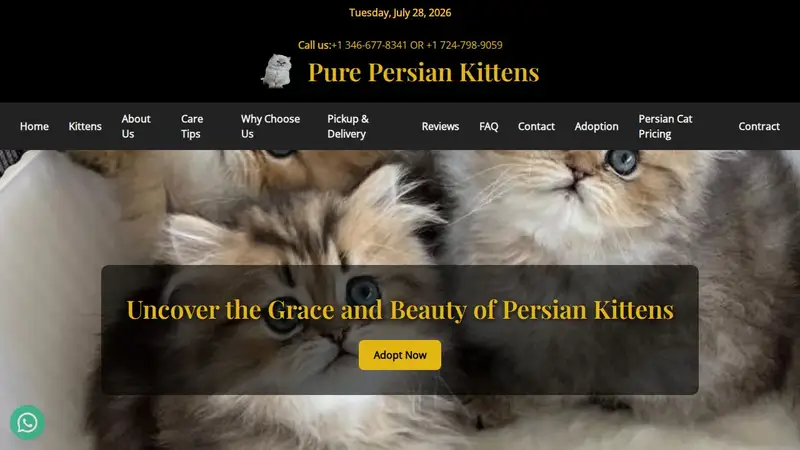 Persian kittens for adoption in Los Angeles preview