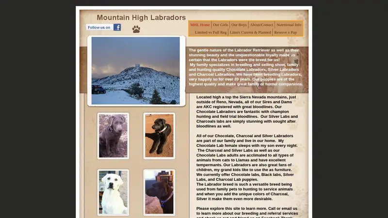Mountain High Labradors preview
