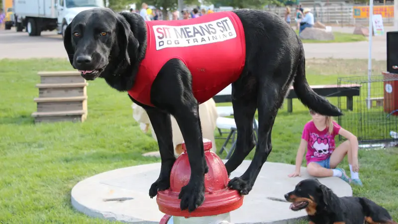 Sit Means Sit Dog Training preview