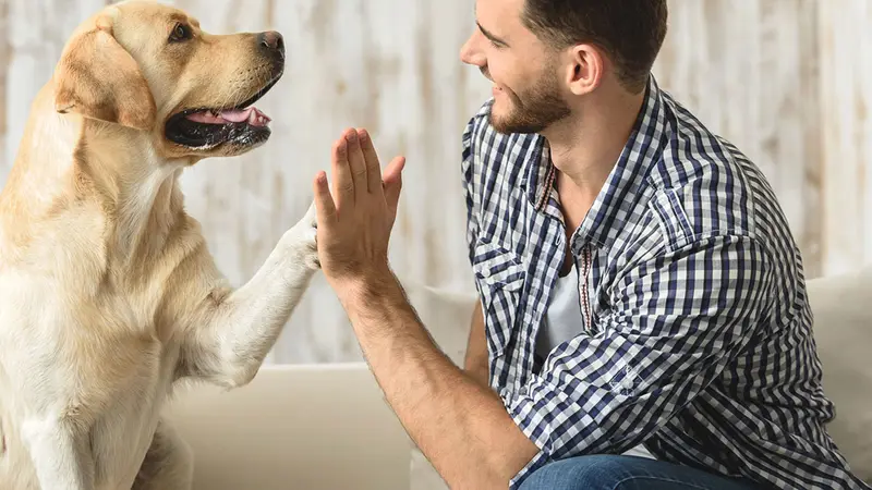 Canine Magic preview