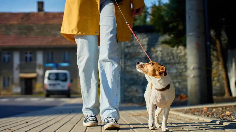 Austin Dog Walking preview