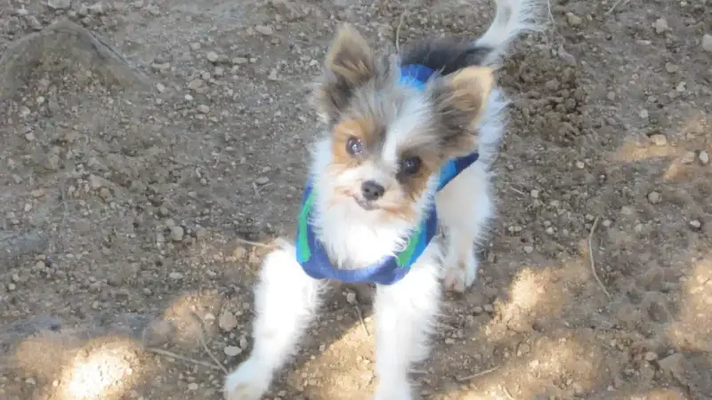 Shelmar Kennels preview