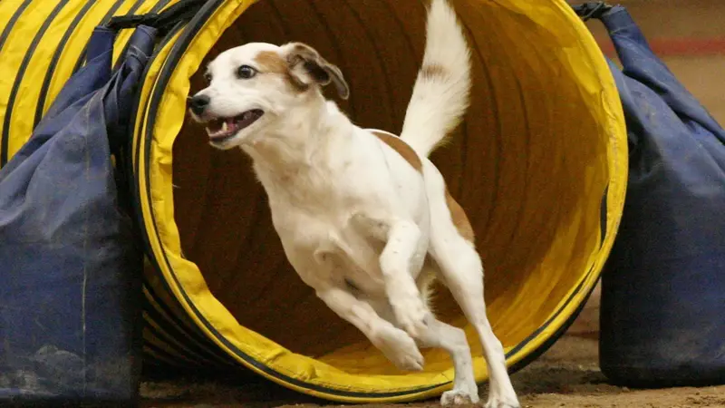 Cowtown Dog Sports preview