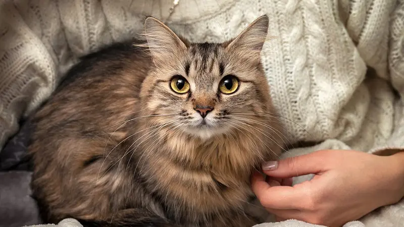 Feline Medical Clinic preview
