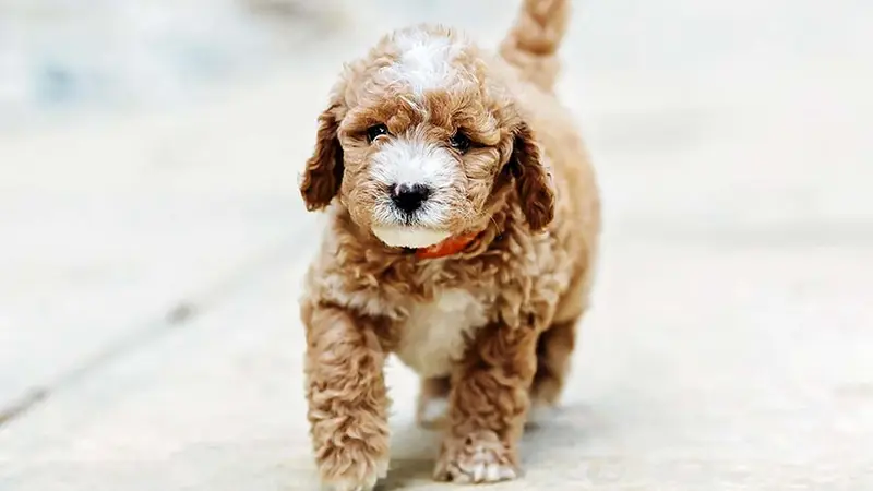 Peters' Puppies preview