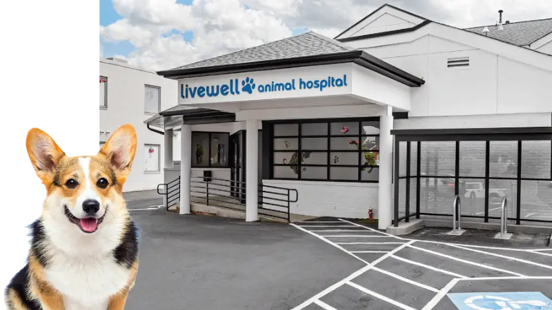 Livewell Animal Hospital of Elizabeth preview