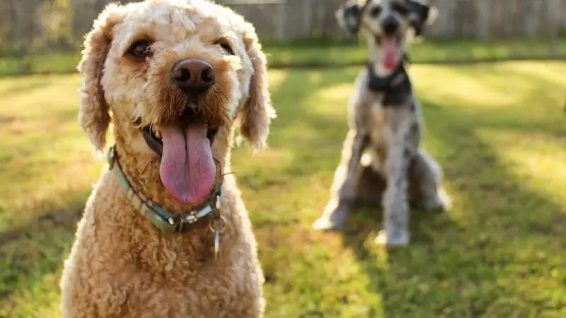 This Lil Dog of Mine Pet Services preview