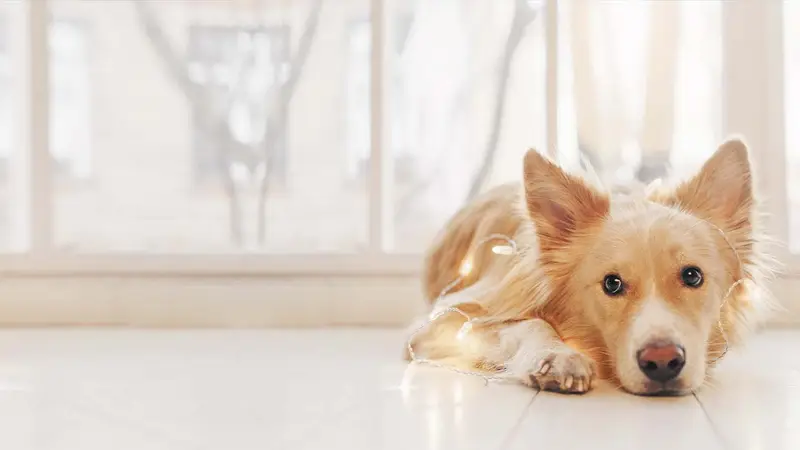 Nall Daniels Animal Hospital preview