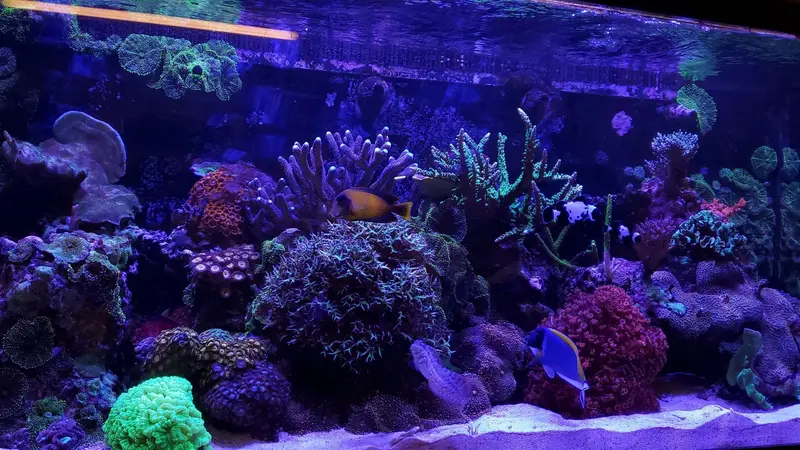 The Fish Place preview