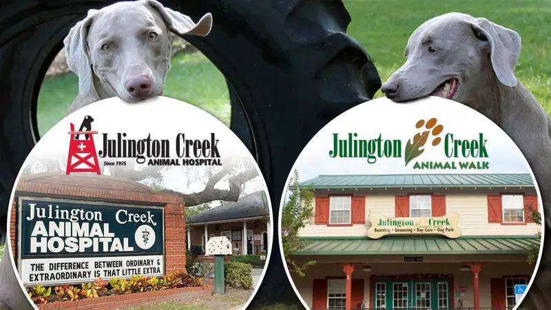 Julington Creek Animal Hospital preview