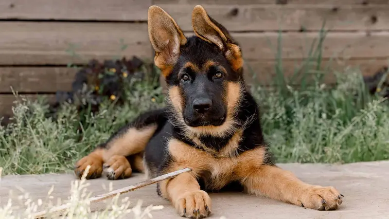 The Bark Park Pet Resort and Daycare preview