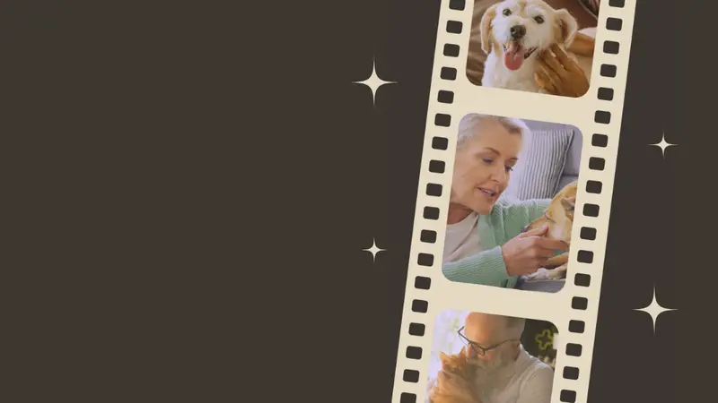 Central Animal Hospital preview