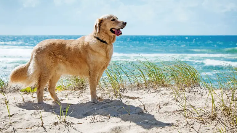 Island Life Animal Hospital preview