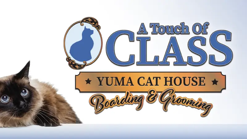 The Cat House Feline Luxury Hotel and Spa preview