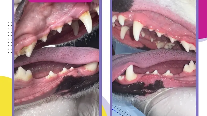 Golden Mobile Grooming preview