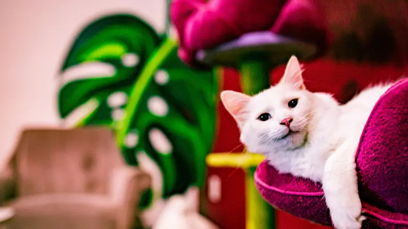 Tally Cat Cafe preview