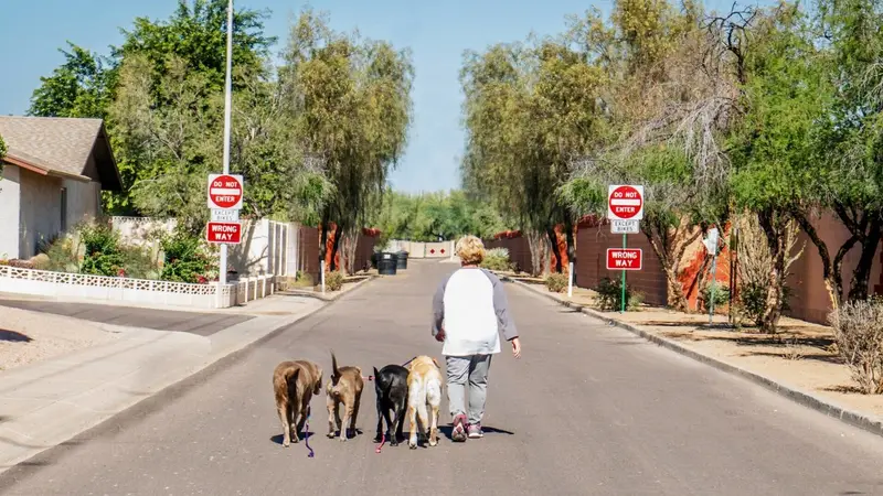 Find Your Inner Dog Training preview