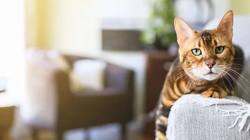 Carmel Road Animal Hospital preview