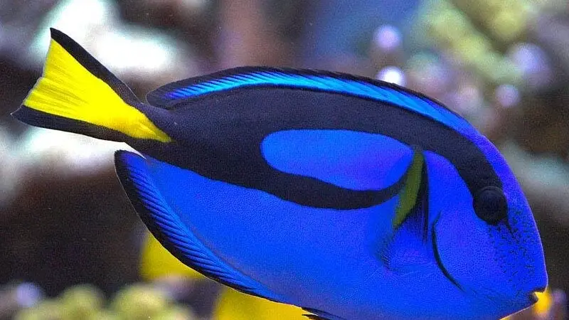 Aquarium Adventure preview