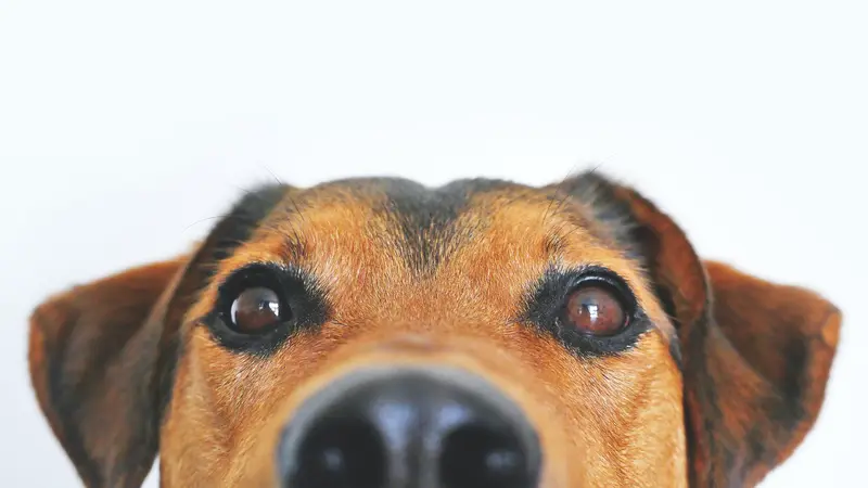 Dr.Carrs Dog & Cat Repair preview