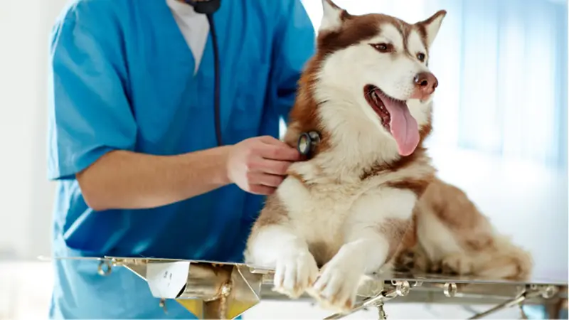 Timberlake Veterinary Hospital preview
