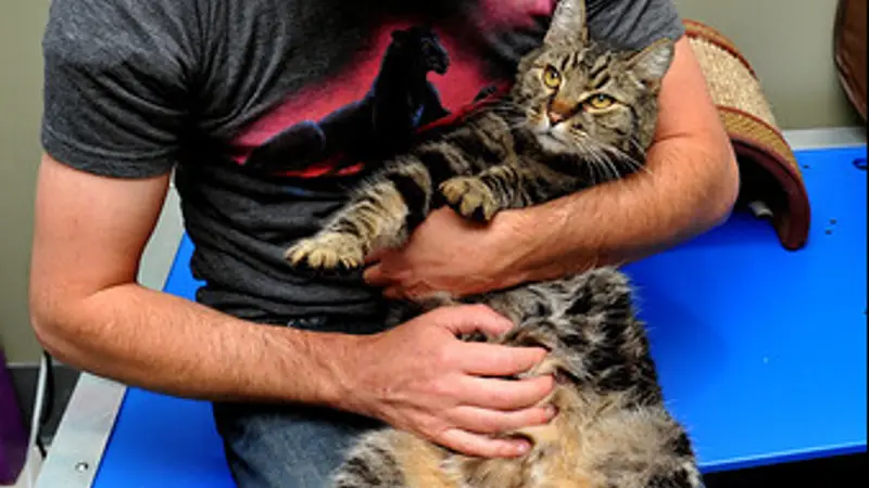 Mission Cats preview