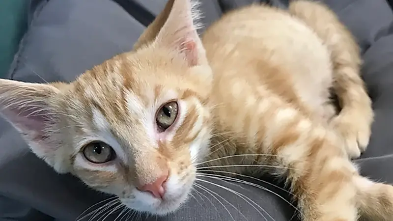 Fat Cat Cafe Tallahassee preview