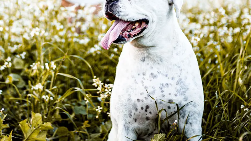 Make Your Dog Epic Tulsa Dog Training preview