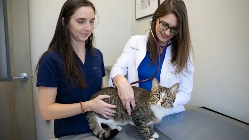 Augusta Road Animal Hospital preview