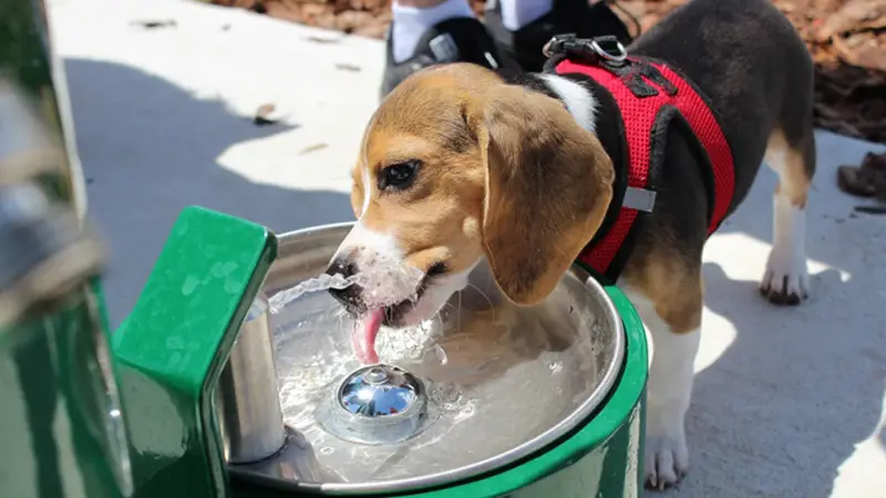 Logan Gate Dog Park preview